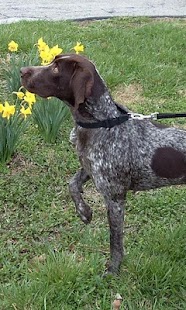 Pointer dog Wallpapers Screenshots 2