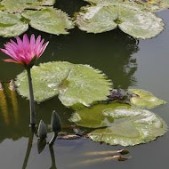 菁芳園 Tenway Garden／花園餐廳／落羽松