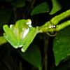 Glass Frog