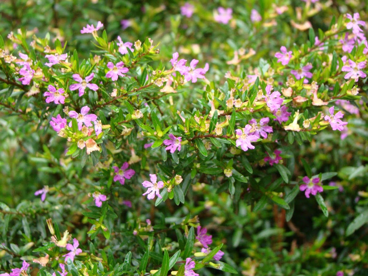 Mexican Heather 
