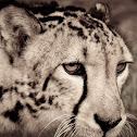 King Cheetah