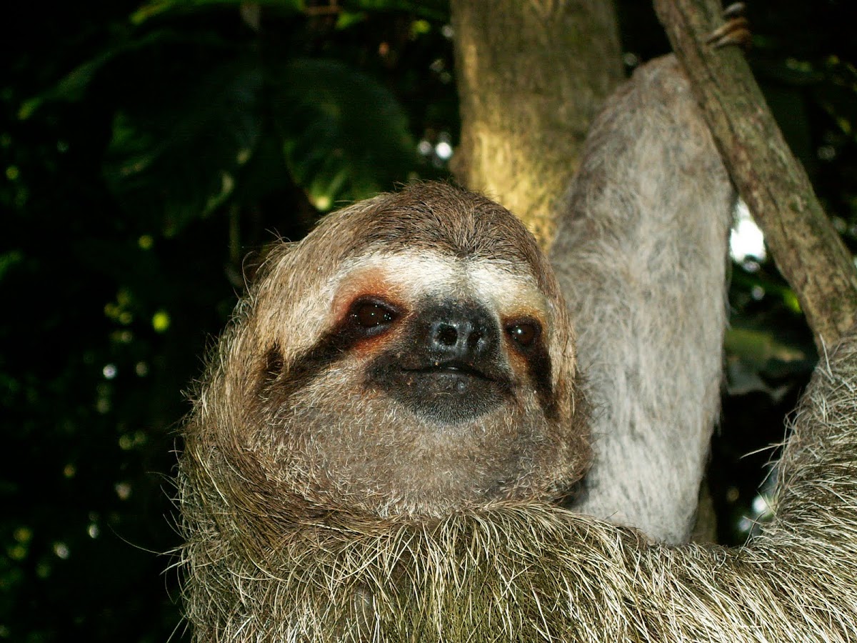 3-fingered Sloth 
