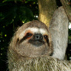 3-fingered Sloth 