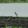 Indian Pond Heron  