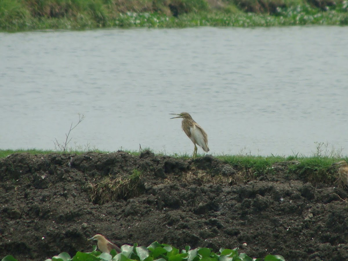 Indian Pond Heron  