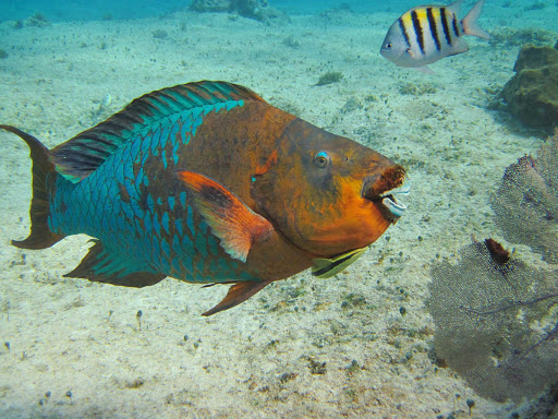 blue-orange-fish-Cozumel - Colorful fish greet snorkelers and scuba dives off Cozumel.