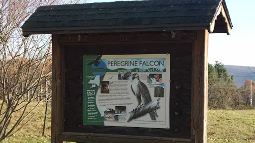 Peregrine Falcon Kiosk