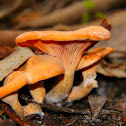 Armillaria tabescens