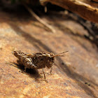 Groove-headed Grasshopper nymph