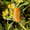 Virginia tiger moth