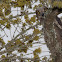 Great Horned Owl (Fledgling)