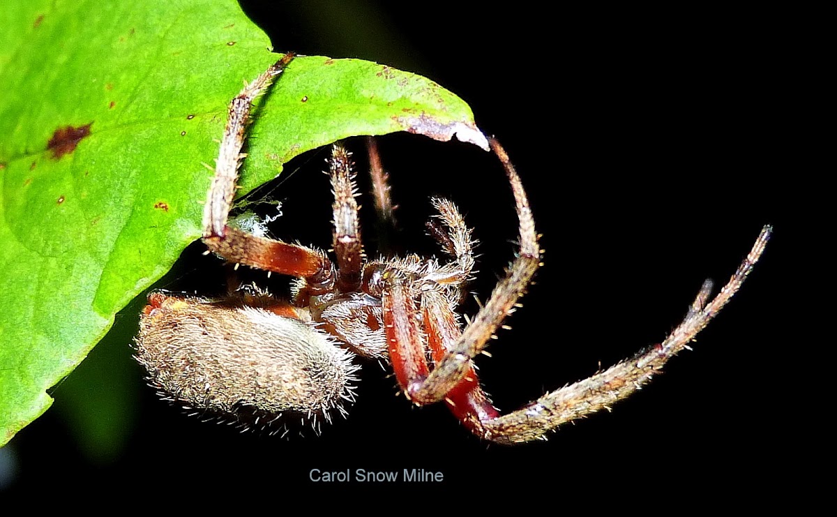 Hentz's Orbweaver Spider