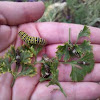 Eastern Black Swallowtail Caterpillars