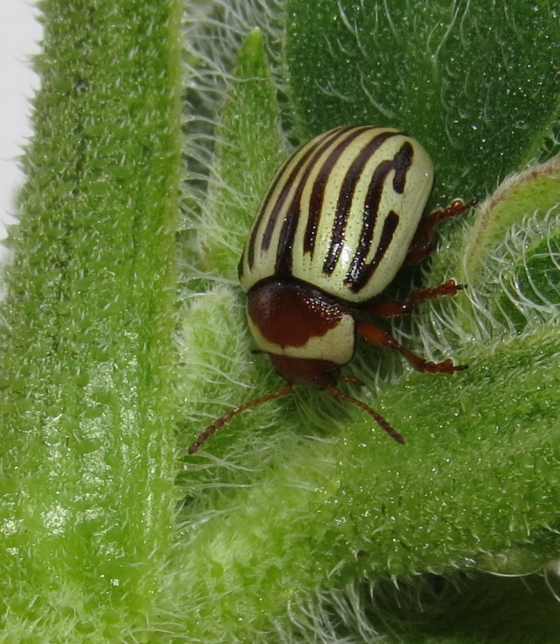 Sunflower Beetle