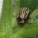 Sunflower Beetle