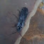 Click Beetle