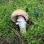 Gypsy mushroom