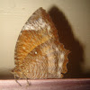 common palmfly-female