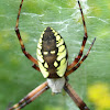 Black-and-Yellow Argiope, (female).