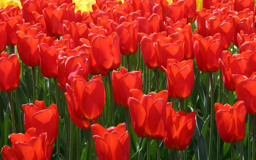 Tulips HD Wallpaper