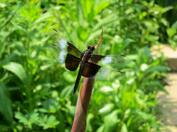 widow skimmer dragonfly