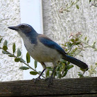 Western Scrub Jay