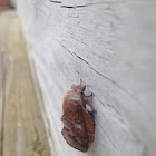 American Lappet Moth