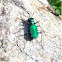 Jewel green bug