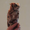 Eastern Screech Owl