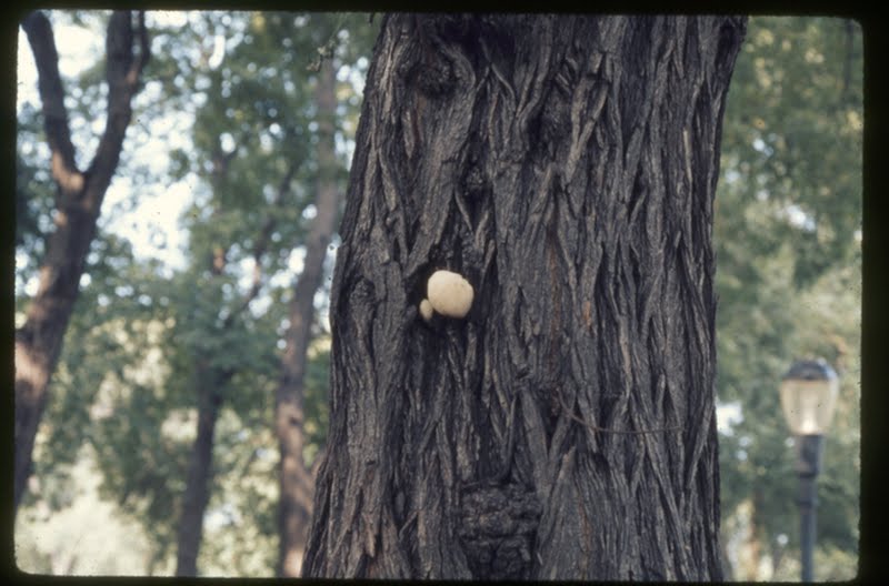 Bear's Head tooth mushroom (Hericium erinaceus) [1 of 2]