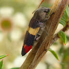 Castiarina bella