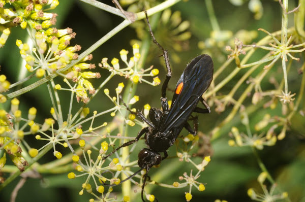 Blue-black spider wasp | Project Noah