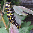 Monarch butterfly catterpillar
