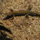 Bocage's Wall Lizard(Lagartixa-de-Bocage)