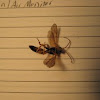 Unidentified wasp