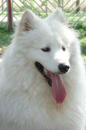Samoyed Puzzle poster 3