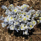 Katherine Hodgkin Iris