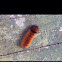Banded Woolybear Caterpillar