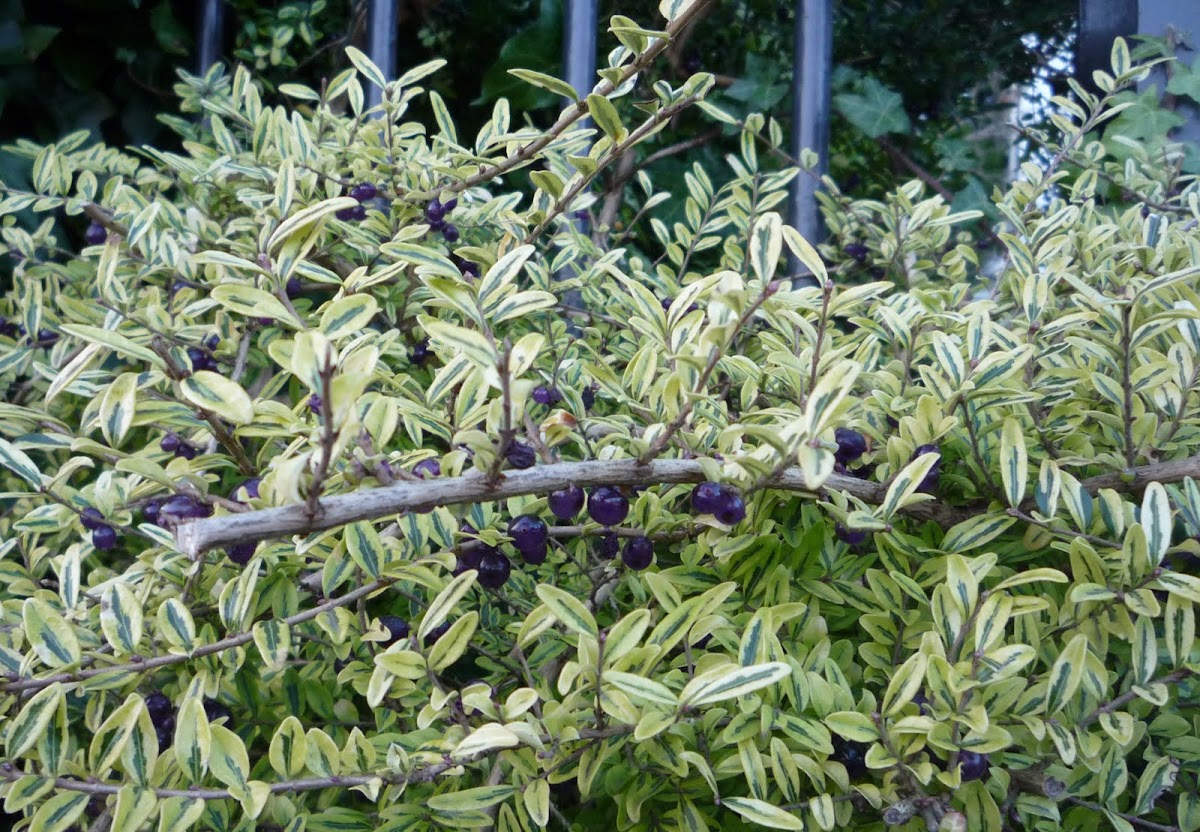 Euonymus japonica ‘Aureo Variegata’