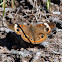 Common Buckeye