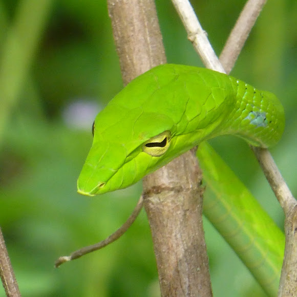 Green Vine Snake Long Nosed Whip Snake Project Noah