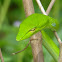 Green Vine snake/ Long-nosed Whip snake