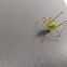Struiksprinkhaan, Speckled Bush Cricket