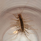 Common House Centipede
