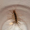 Common House Centipede