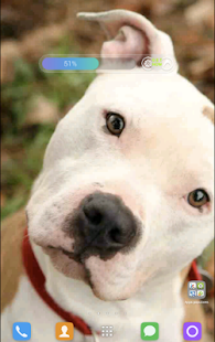 Pitbull Wallpapers Screenshots 15