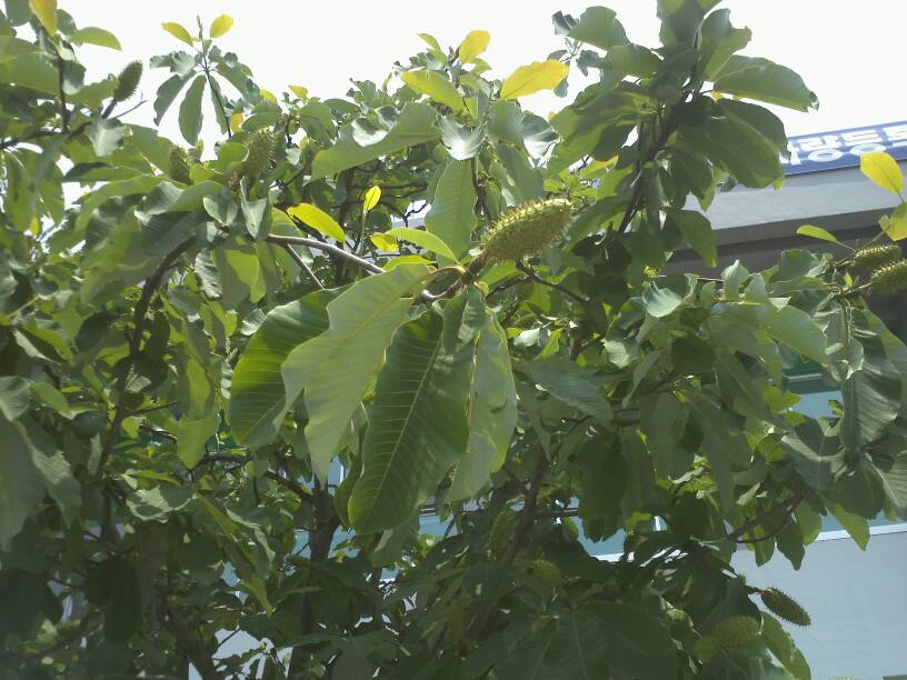 Japanese Bigleaf Magnolia