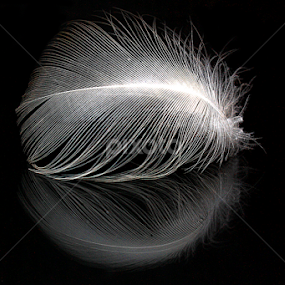 Gull Feather Reflection by Phil Le Cren - Artistic Objects Other Objects