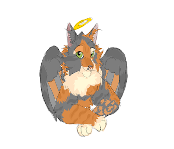 Angel dilute torbie