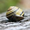 Grove snail